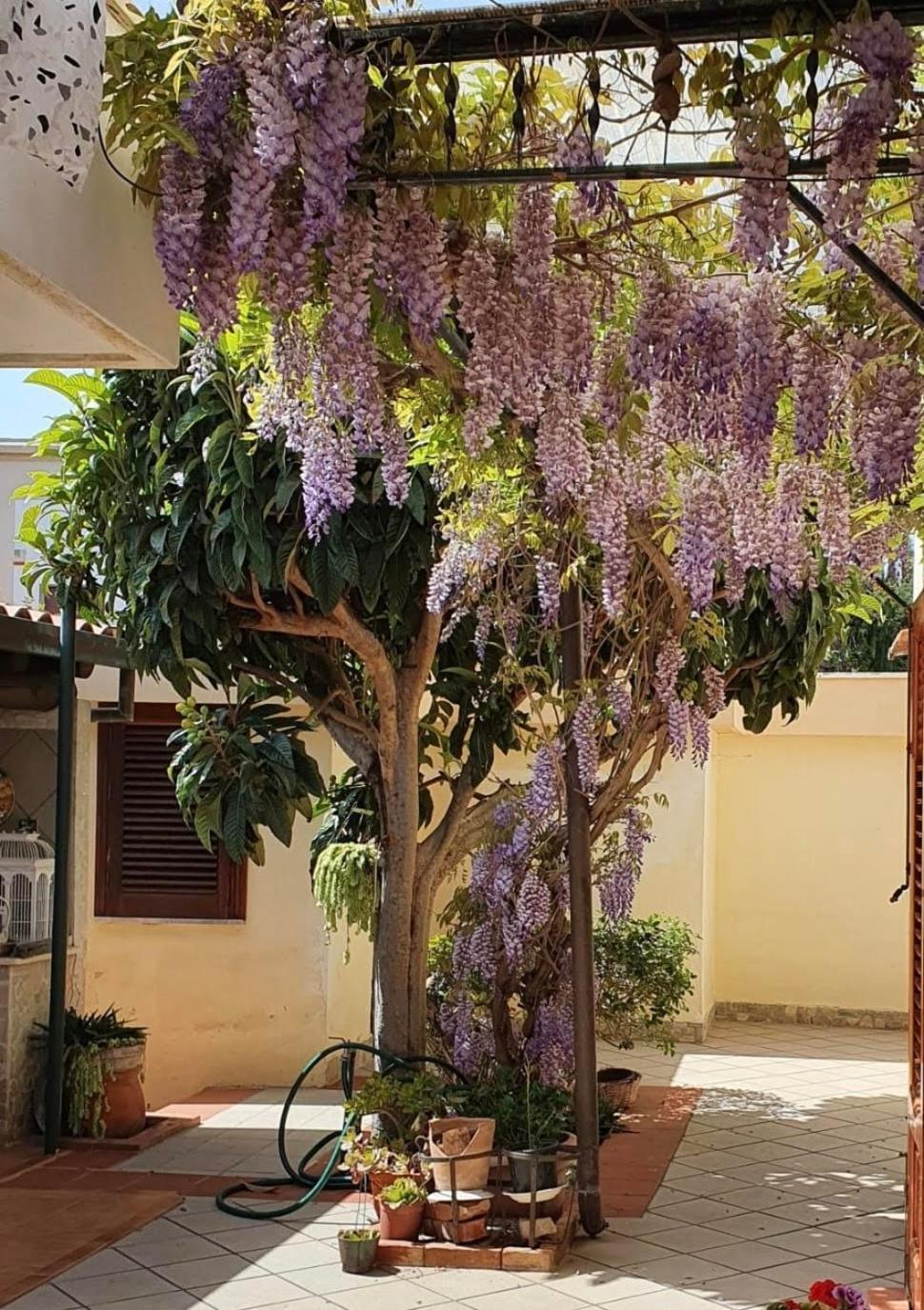 La Depandance Di Rosa Locazioni Brevi Holiday home *